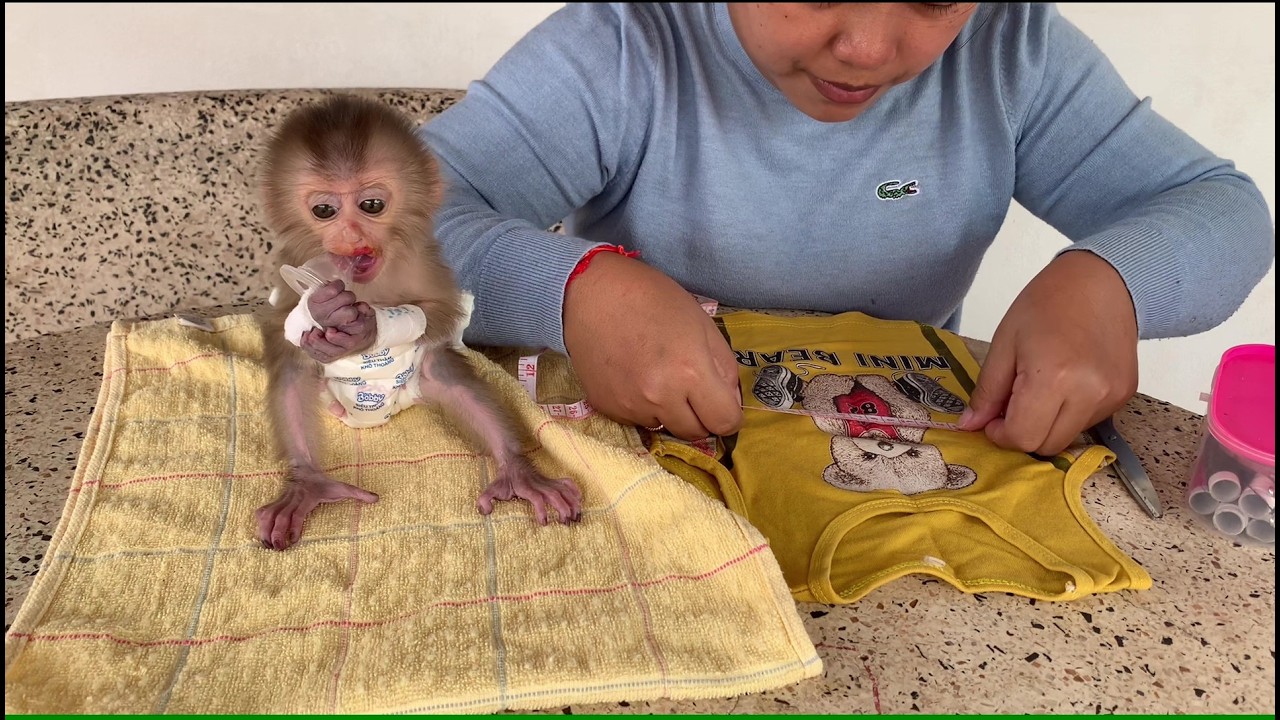 Mama Try to make shirt for Baby Monkey
