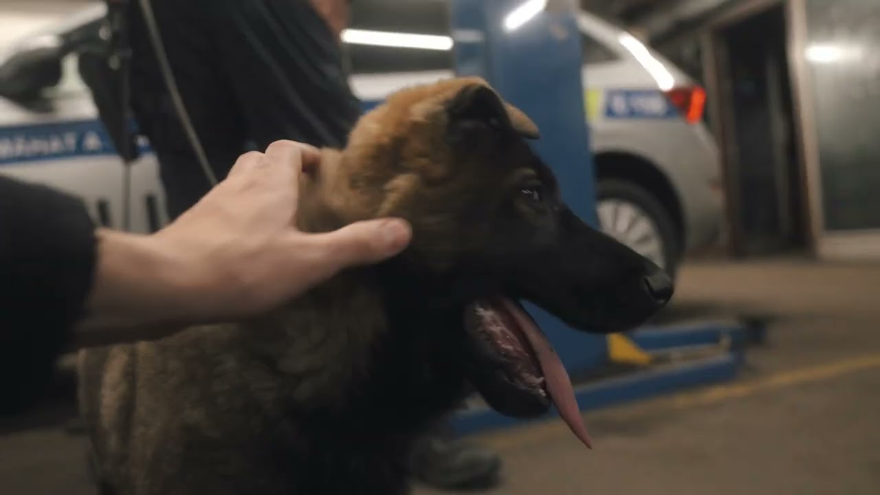 Policie ČR: Nový chlupatý parťák v Plzeňském kraji! 🐶👮‍♂️