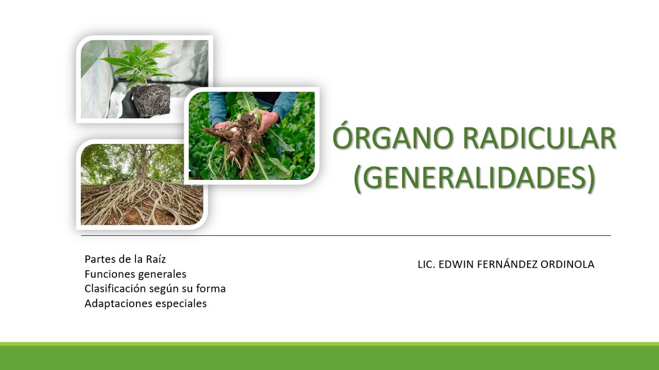 BOTÁNICA- Órgano Radicular