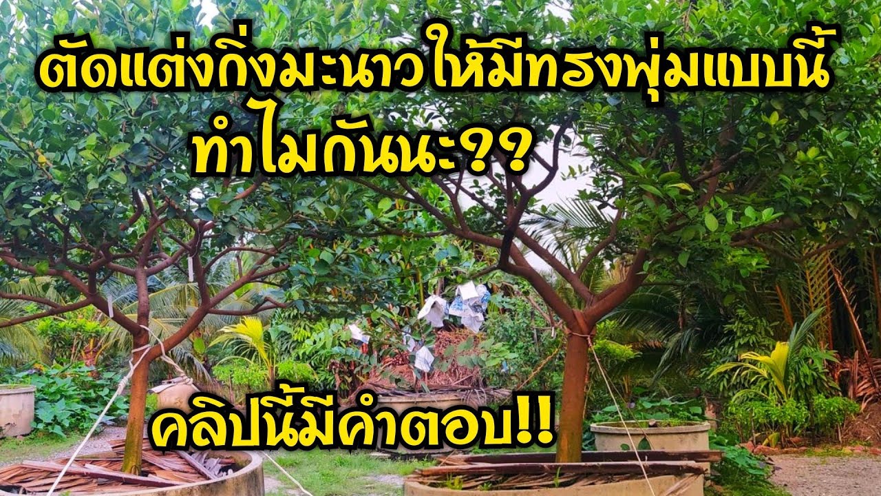 ตัดแต่งกิ่งมะนาวให้เป็นทรงพุ่ม..มีประโยชน์อย่างไร ?? คลิปนี้มีคำตอบ!!