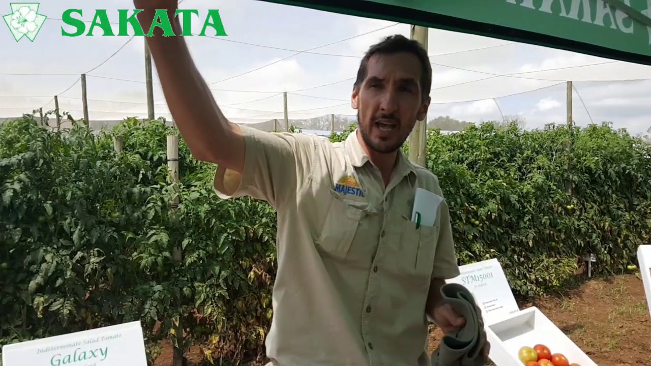 We have a look at different tomato hybrids from Sakata at their field day. February 2018