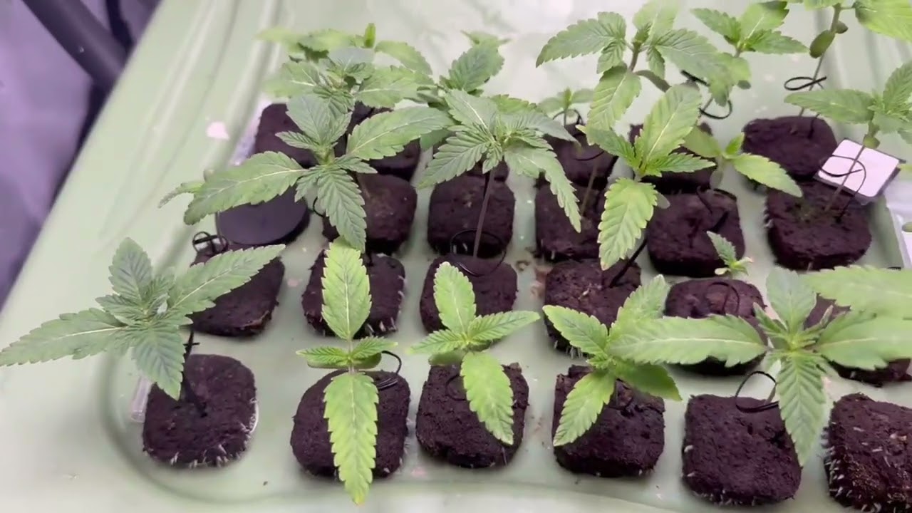 Week 3 🌱 Rapid Growth & Strong Roots