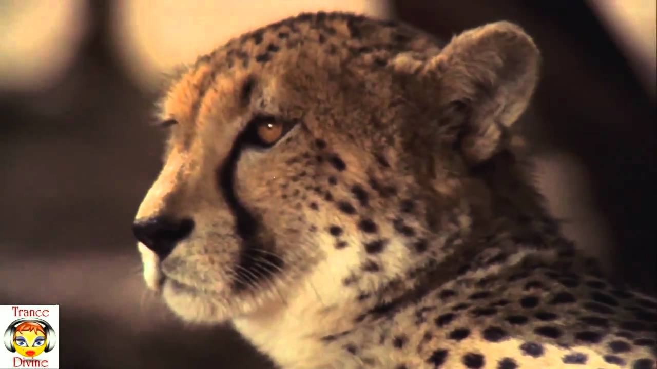 John Waver- Athene (Original Mix) [Trance All-Stars Promo] Video Edit