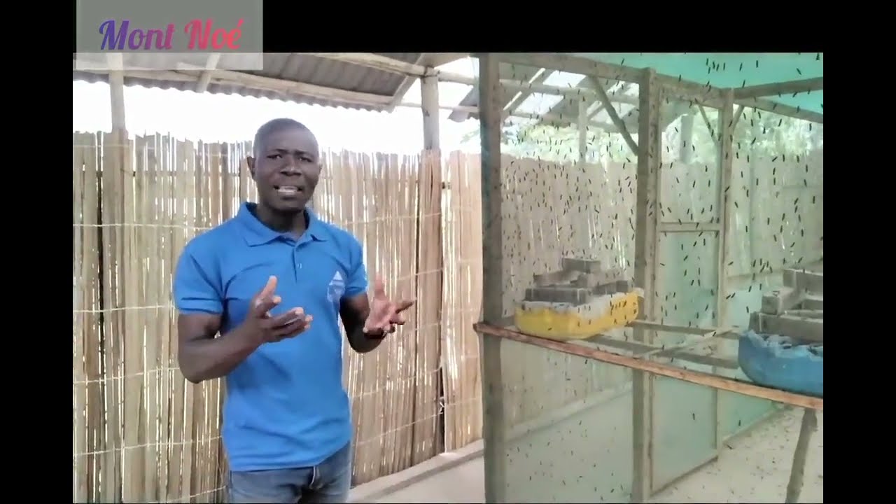 Découvrez 04 étapes pour produire facilement les asticots de Mouches Soldats Noirs à Mont Noé/Bénin