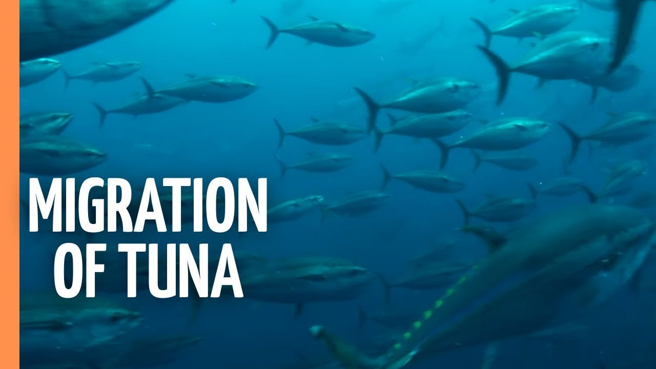 The fascinating migration of tuna | Full Documentary