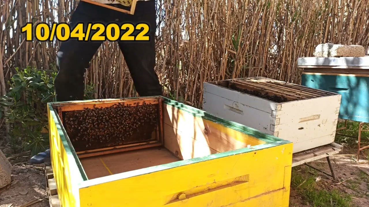 نقل النحل من لنجستروث الى الخلية الطولية