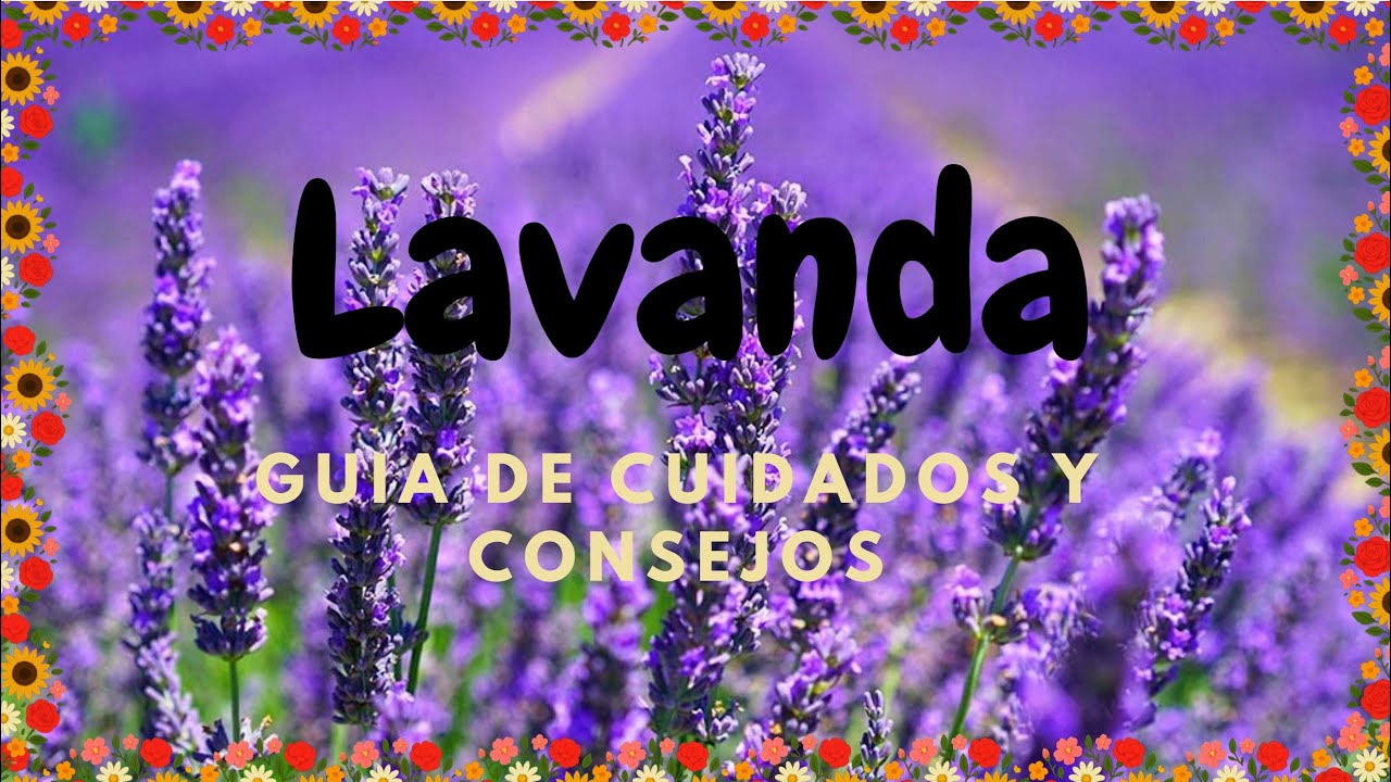 ¿Por qué Muere tu Lavanda? La Verdad sobre el Riego