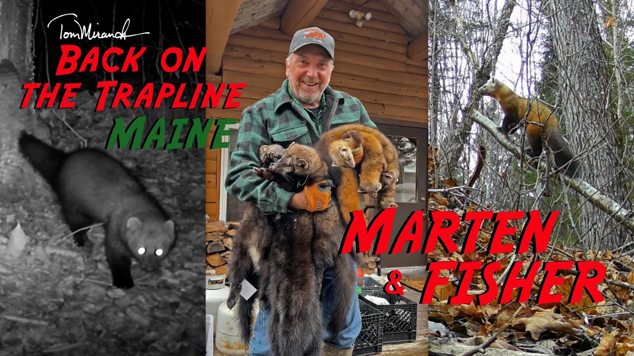 Том Миранда / Снова на трапплинге для Maine Marten & Fisher