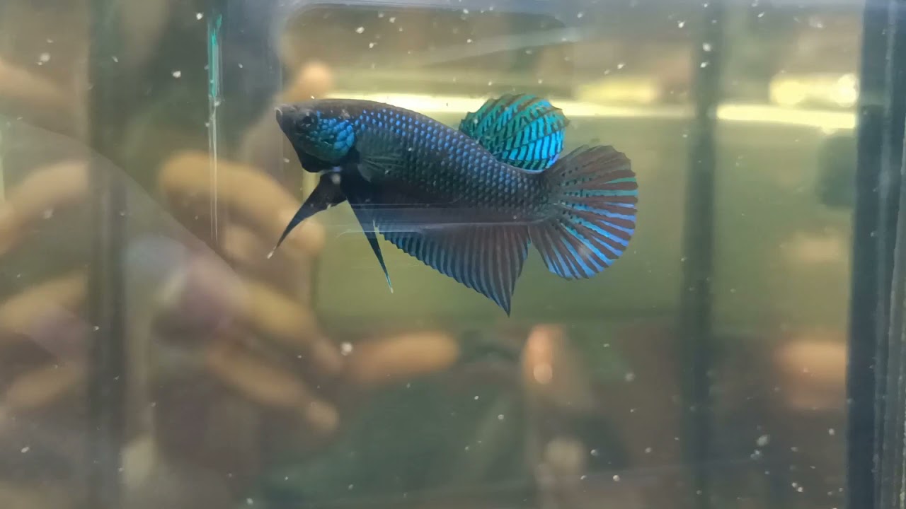 Wild betta stiktos original From Cambridia breeding in Thailand        By : Rthfi wild betta stiktos