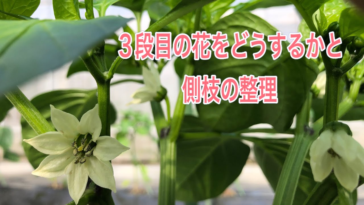 パプリカの栽培方法　その22  ３段目の花をどうするかと側枝の整理方法　パプリカの育て方です。
