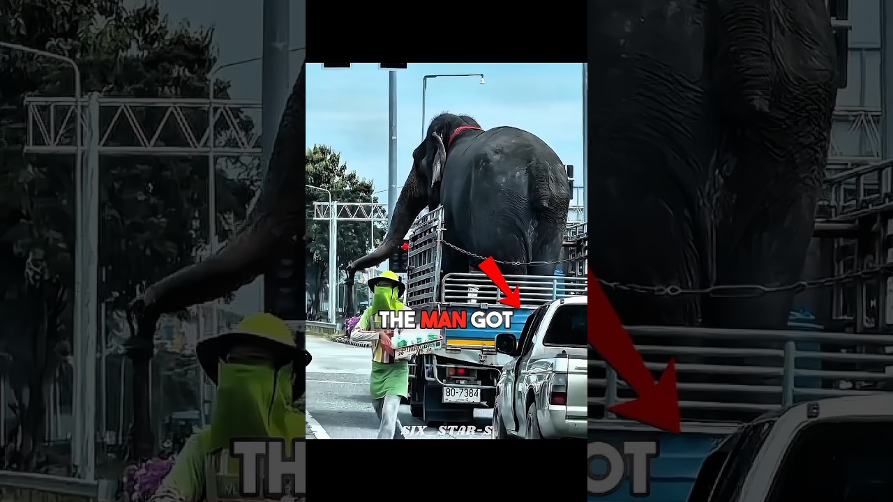 Этот мужчина остановил машину, чтобы накормить голодного слона 🐘