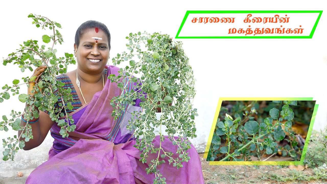 சாரணை கீரையின் மகத்துவங்கள்/ Saranai Keerai