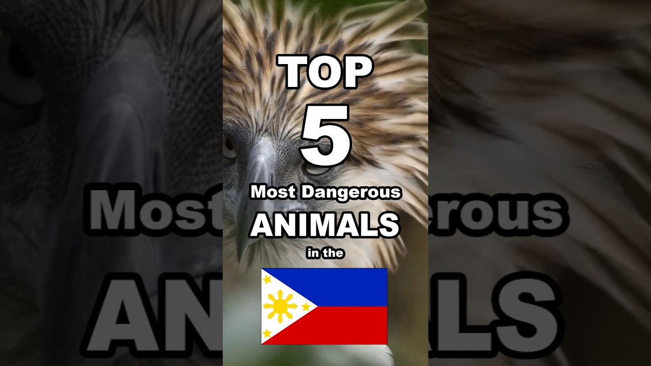 Top 5 Most Dangerous Animals in the Philippines #animals #philippines #dangerous