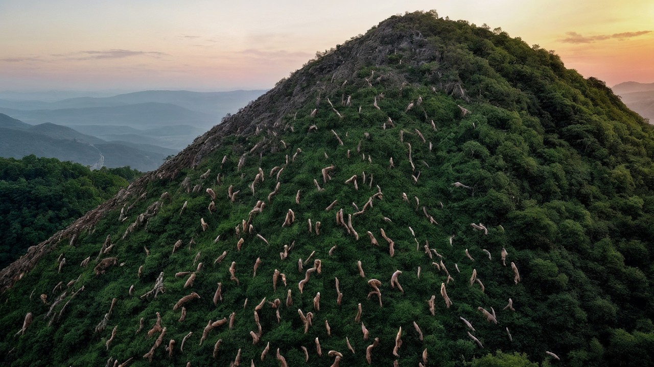 Des milliers de moutons abandonnés sur une île, et la suite de l’histoire a stupéfié tout le monde