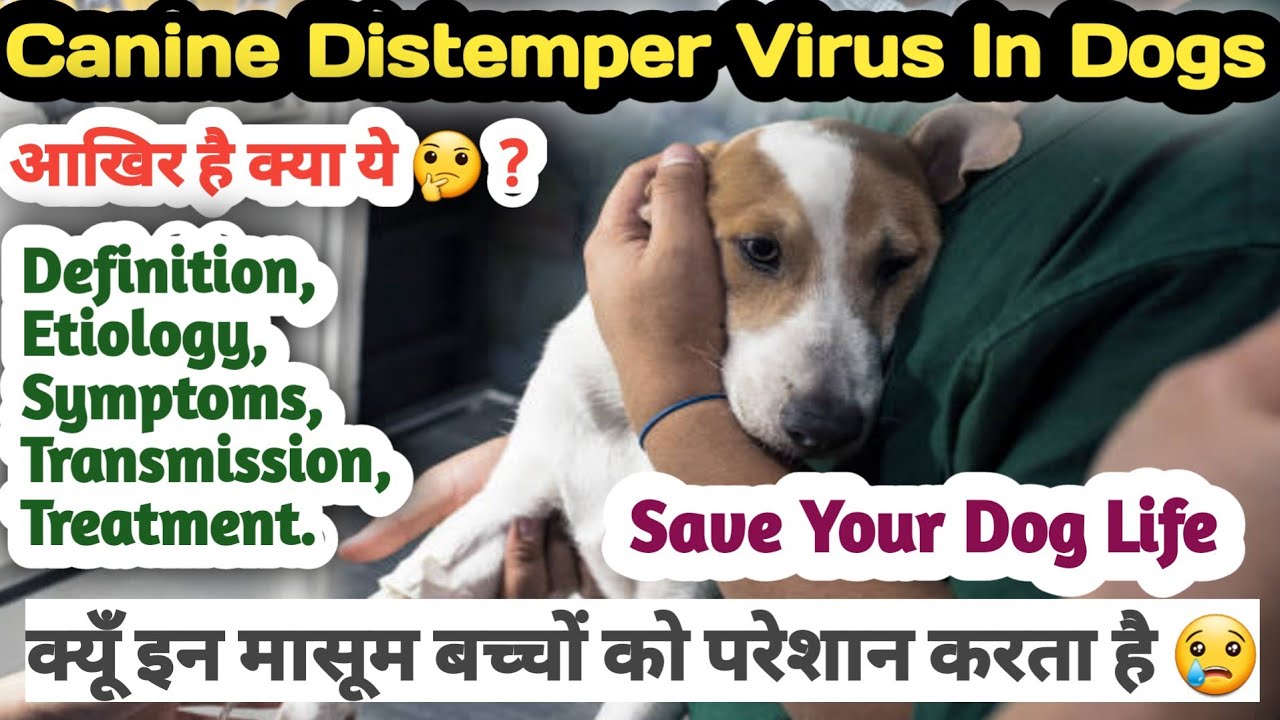 Canine Distemper Virus In Dogs || Theoretical Class || Treatment, Symptoms, Reasons || Explanation