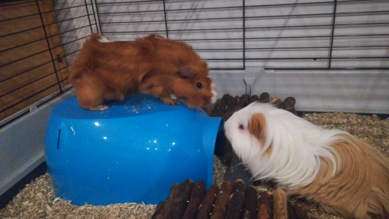 Guinea Pig Cage : Ferplast Krolik 160 (Plaza 160)