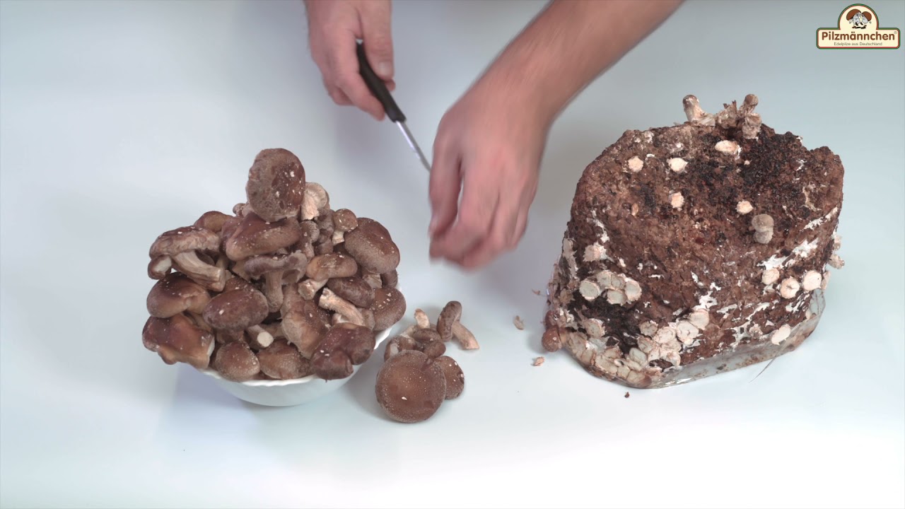 Shiitake Pilzzucht Kultur Anleitung
