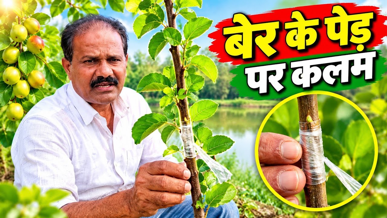 ber grafting full information/ बेर  पेड़  पर  कलम की  पूर्ण जानकारी