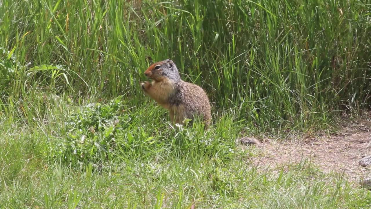 Animal Services FAQ Series - Living with Wildlife