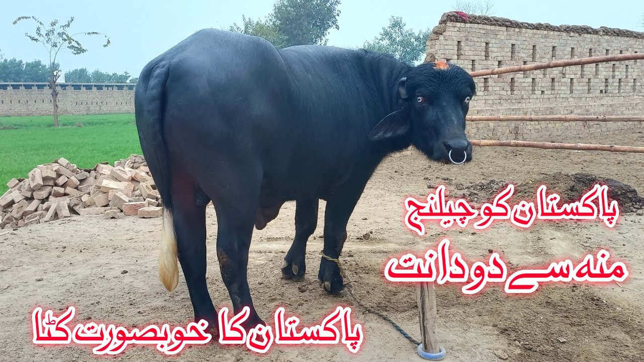 World Biggest Nili Buffalo's Bull for sale in Punjab Pakistan on YouTube 5 January 2026