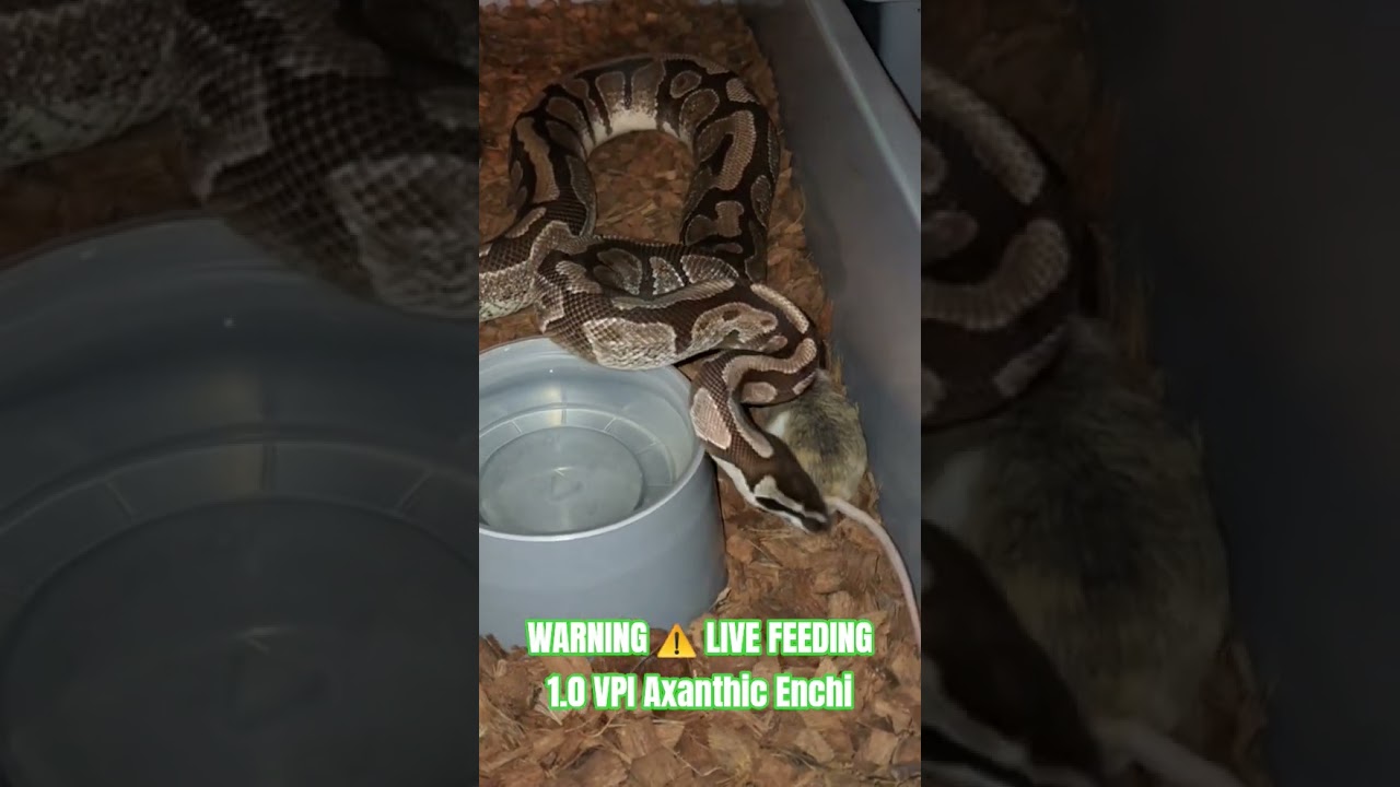 WARNING ⚠️ LIVE FEEDING 