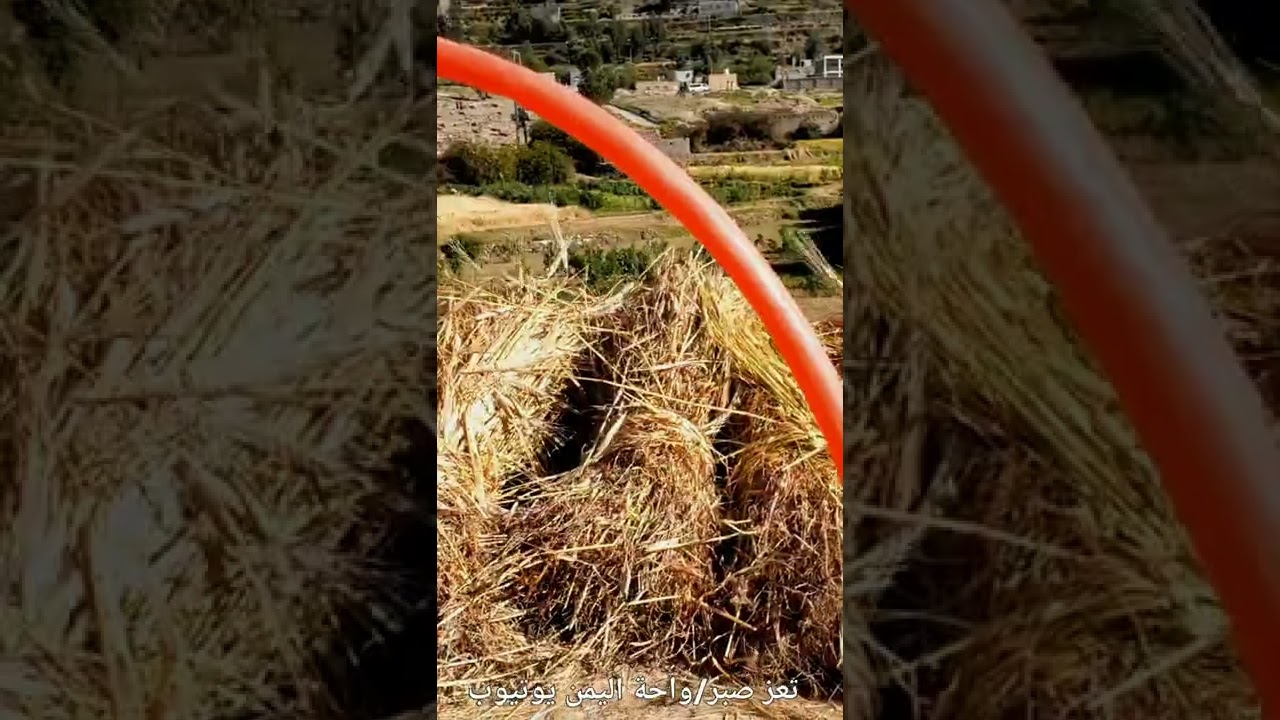 حاااان وقت الحصاد يا محاجين آب /ايوب طارش /مع لقطات الصراب في جبل صبر تعز اليمن 2022/11