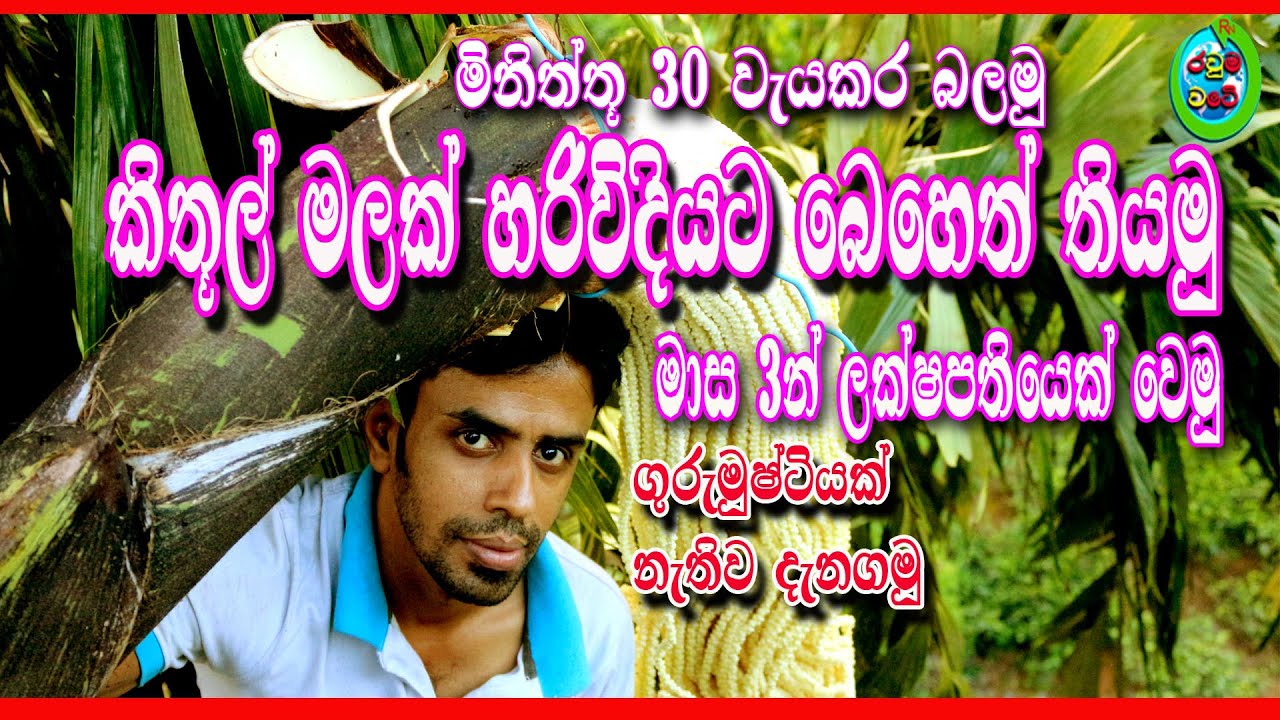 How to make kithul flower | kithul mal kapima | කිතුල් මල් කැපිම | kithul ra | Rauma wate
