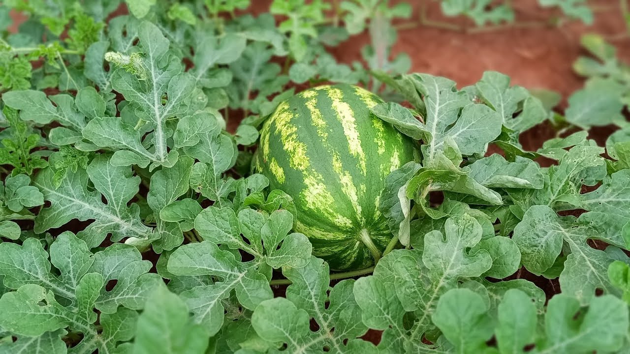 Como eu planto sementes de melancia pra ter frutas enormes e bem docinha!