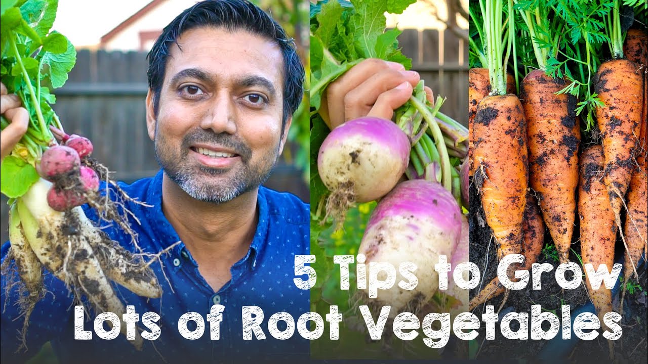 5 Tips to Grow LOTS of Root Vegetables