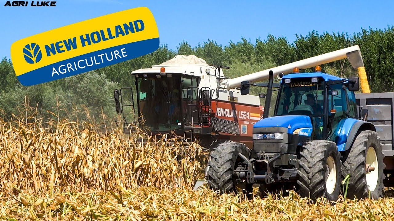 New Holland L524 | DBF | Maize Harvesting | Trebbiatura Mais