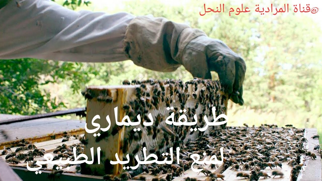 طريقة ديماري ↩لمنع التطريد الطبيعي ↩وتجييش النحل لتخزين العسل✔الجزء 1