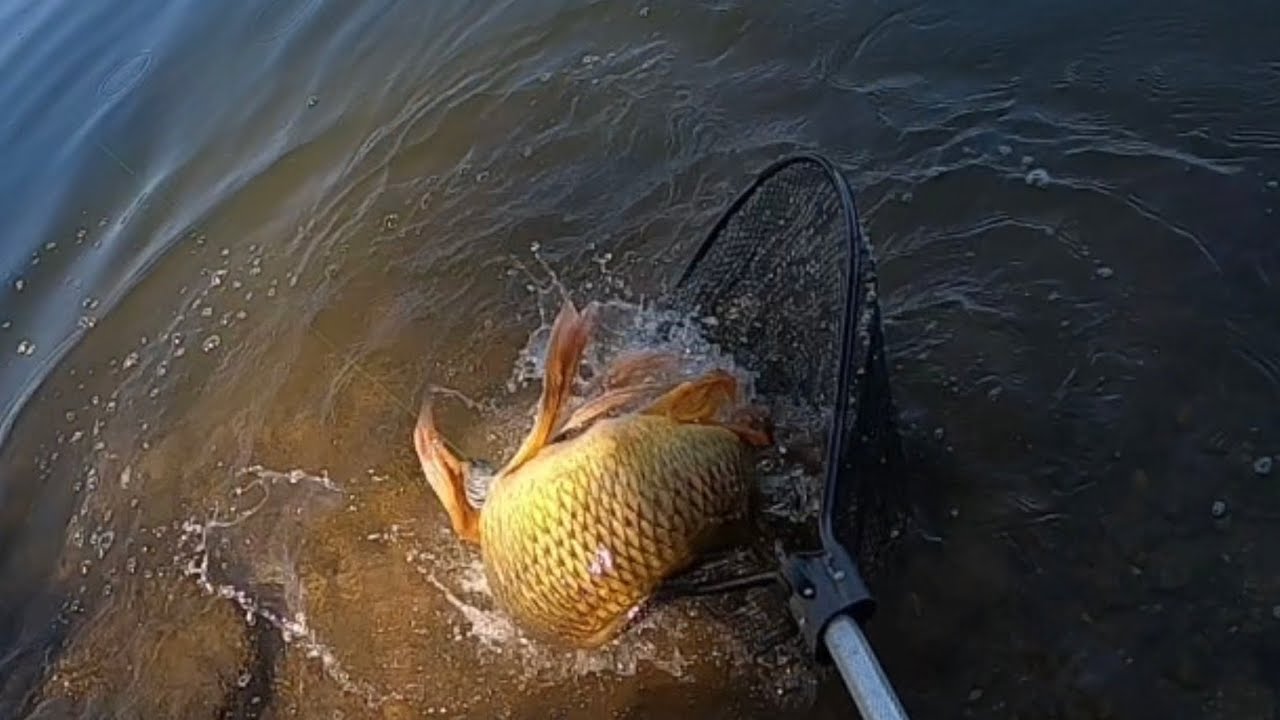 CARPA BORBOLETA !!!! butterfly carp in the potomac river.