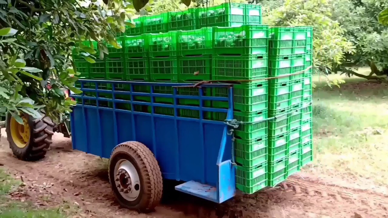 Cómo se trabaja en las huertas de aguacate?