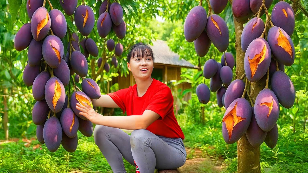 Using a 3-Wheeled Truck to Harvest Lots of Mangoes Goes to Countryside Market Sell – Farm Life