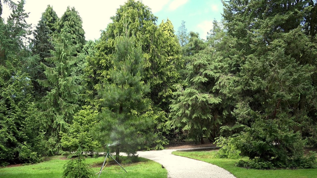 Pinetum Blijdenstein in Hilversum