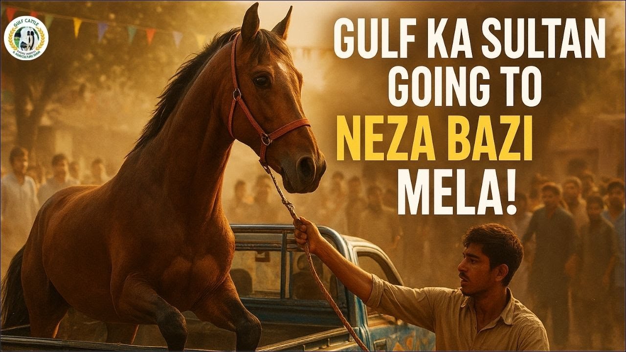 Gulf Ka Sultan Ready for Neza Bazi Mela 2025  Power & Pride of Pakistan’s Horse Culture!