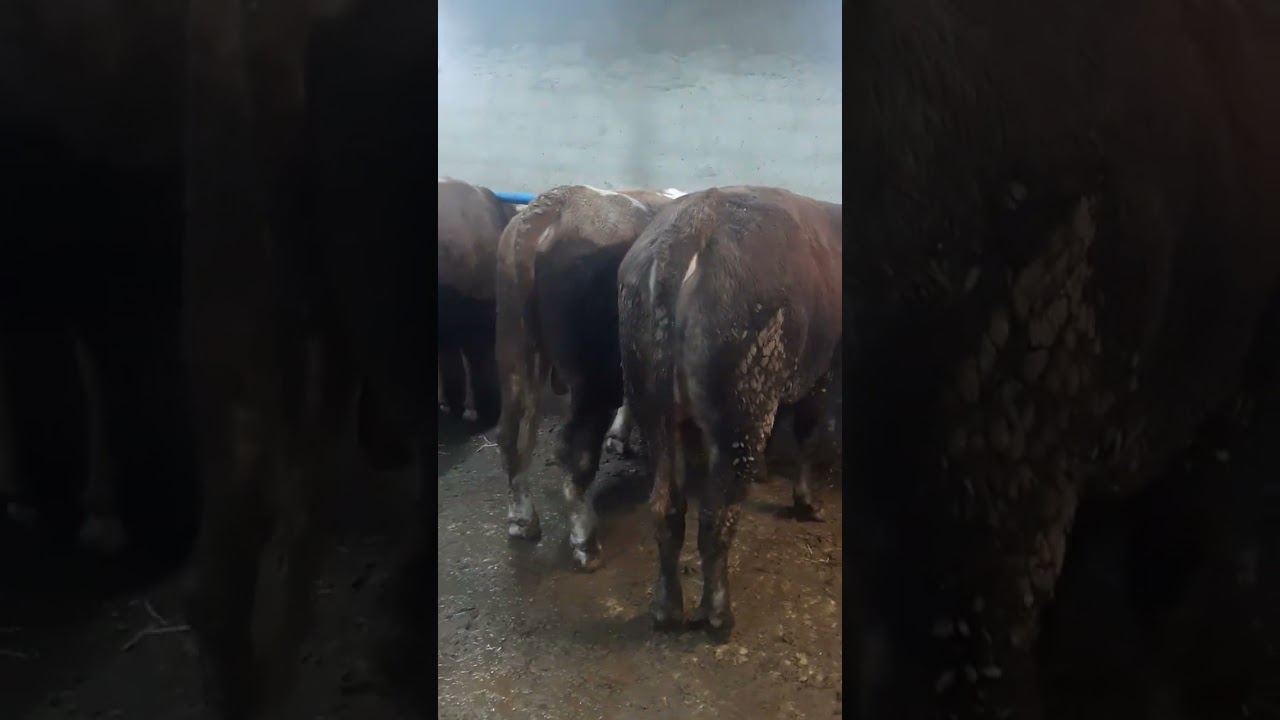 Kurbanlık bakımı #fiyatlar şekilleniyor #besi #keşfet #takip #farming
