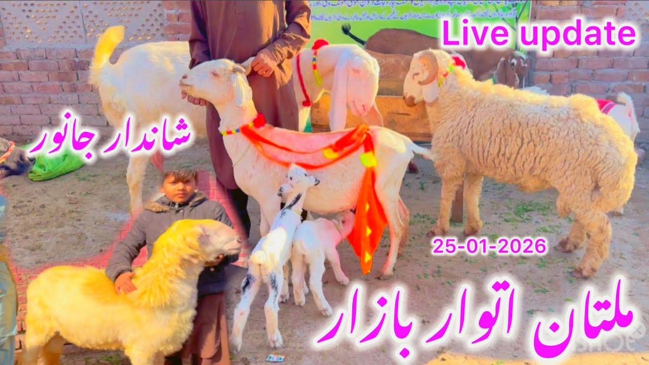 Multan Sunday Bazar Visit | Bakray ke Latest Rates | Barkat Farm Update