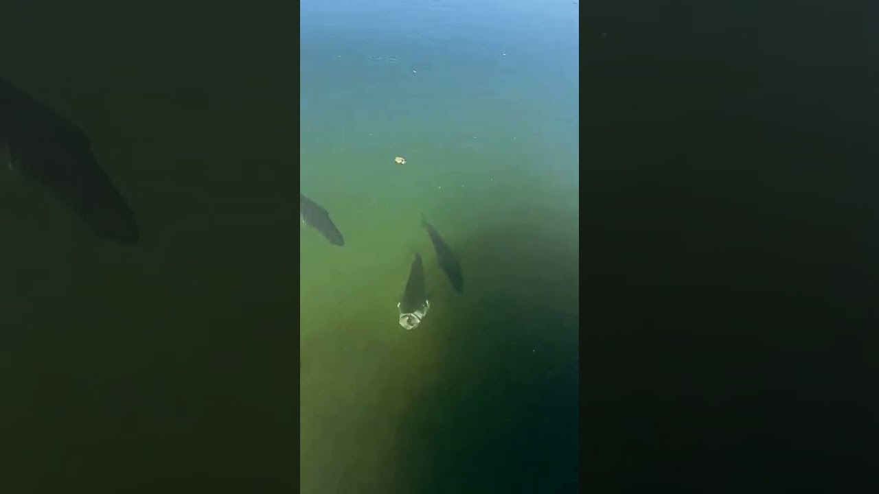 black bass working