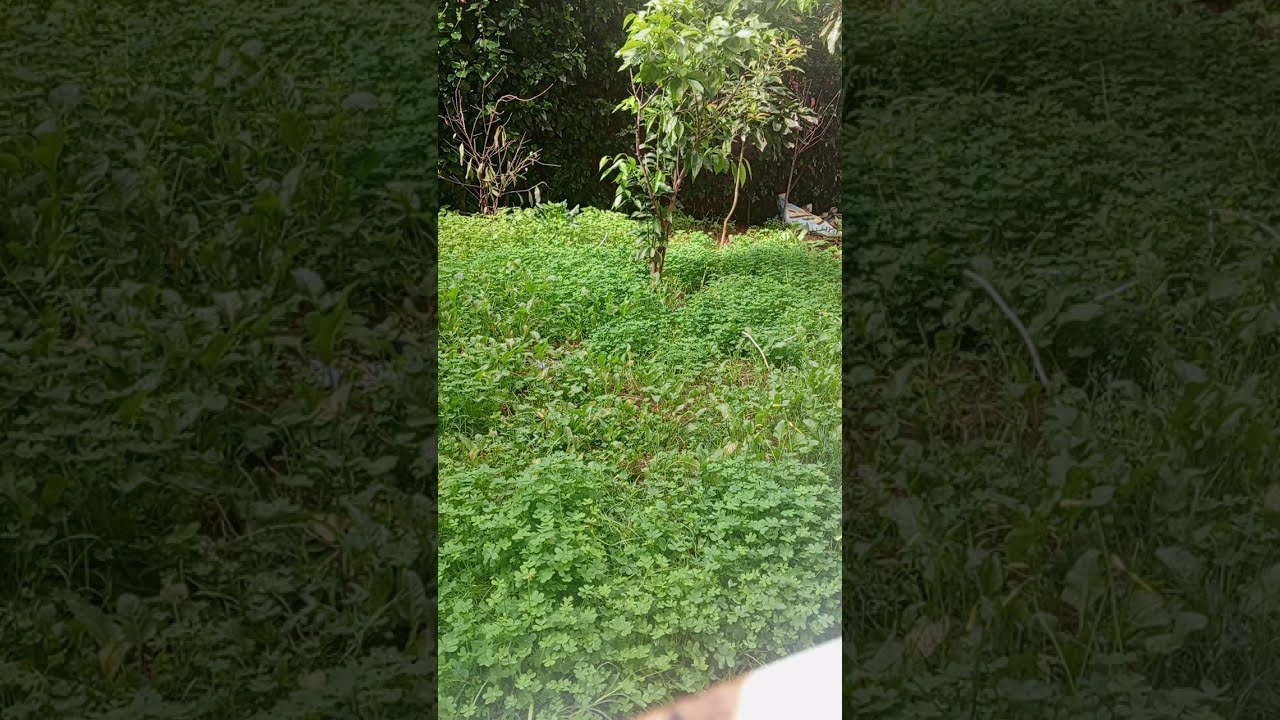 جو مشمس منظر خلاب وزقزقة العصافير🌞☀️🌈 