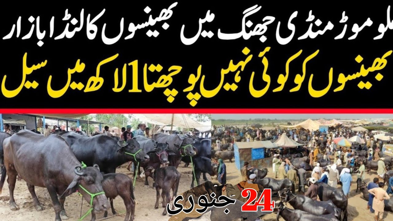 Buffalo Rate Today | Jhang Janwar Mandi Bhains Price
