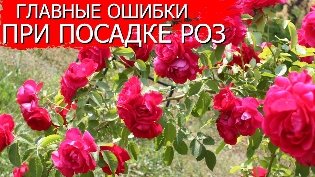Главные ошибки при посадке роз
