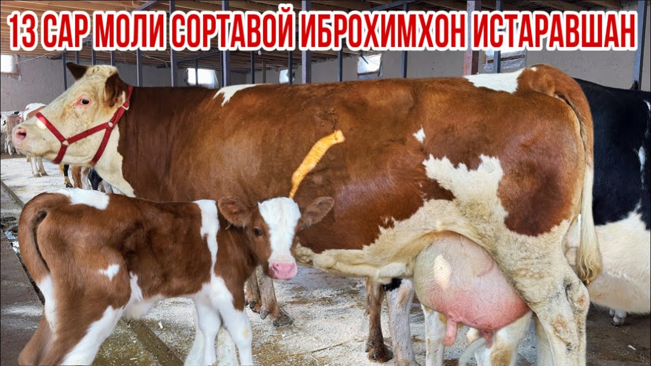 Сементал чорное пестрие бугуз оча бача 13 сар супер молхо 6 февраля 2026 г.