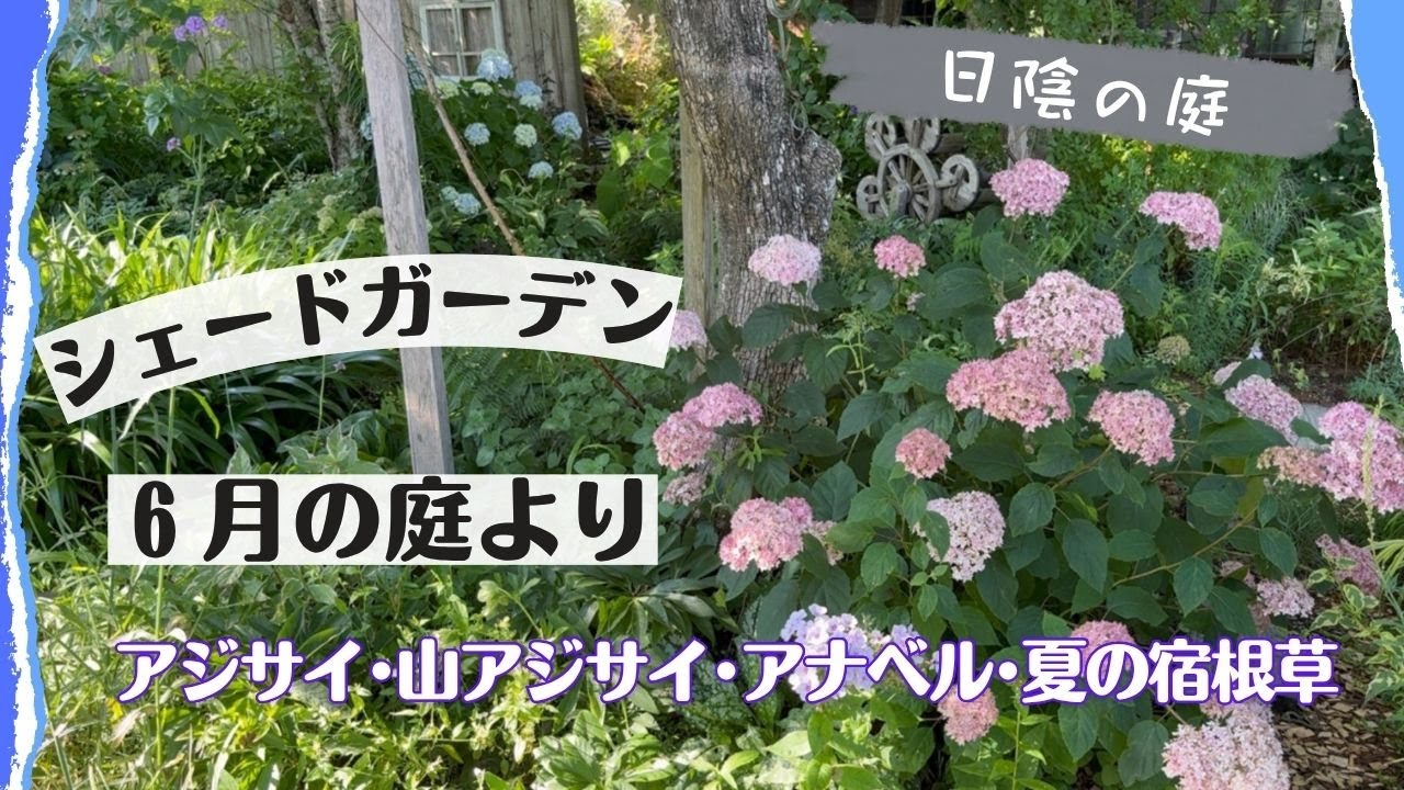 《日陰の庭／アジサイが見頃！６月お庭ツアー》山アジサイ・アナベル・夏に咲く宿根草カンパニュラ等／６月中旬撮影／山の庭／山アジサイ購入品