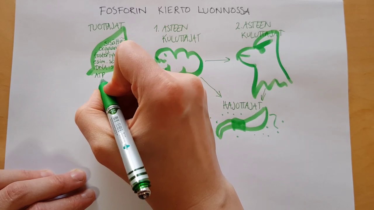 Typen ja fosforin kierto luonnossa