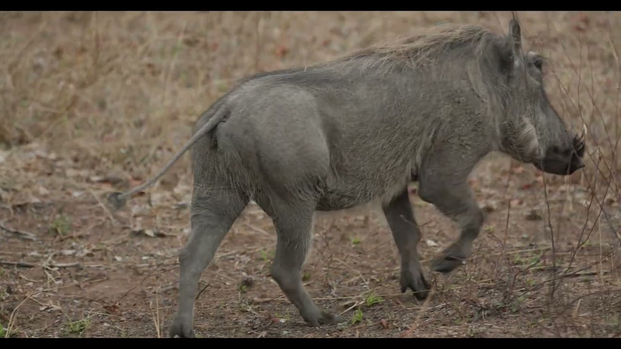 Kruger National Park, September 18-28, 2025:  Day 1-2, Skukuza, Lower Sabie, Pretoriuskop.