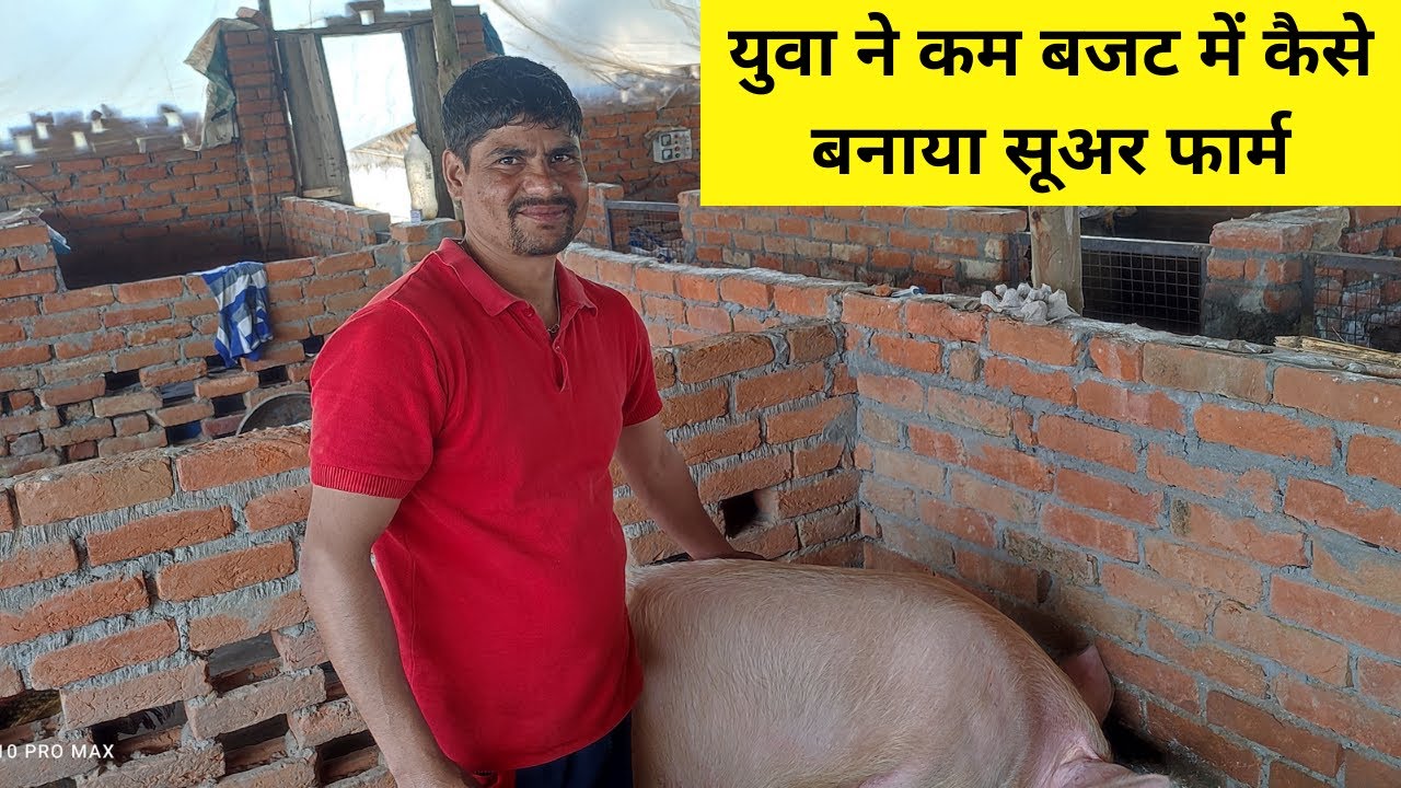 युवा ने कम बजट में कैसे तैयार किया अपना सूअर फार्म। How to start pig farm in India | #indianfarming