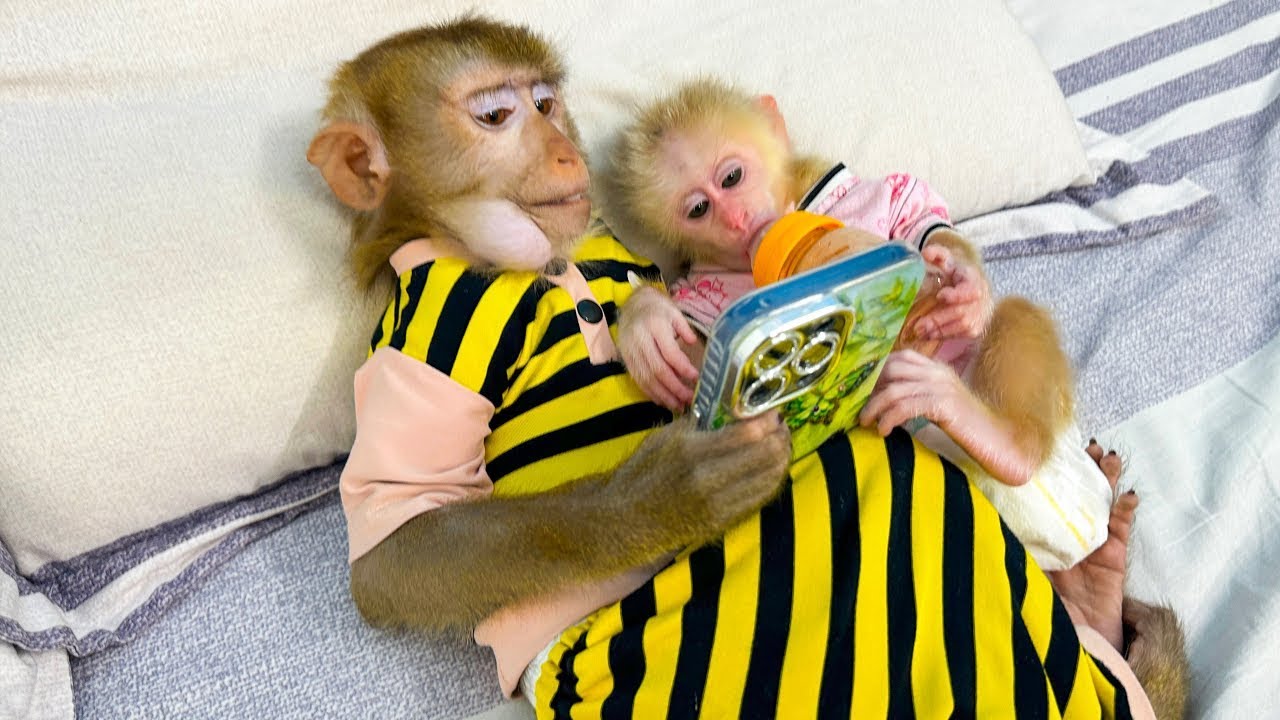 Monkey Kaka and Monkey Mit are lying down looking at their phones, so cute!