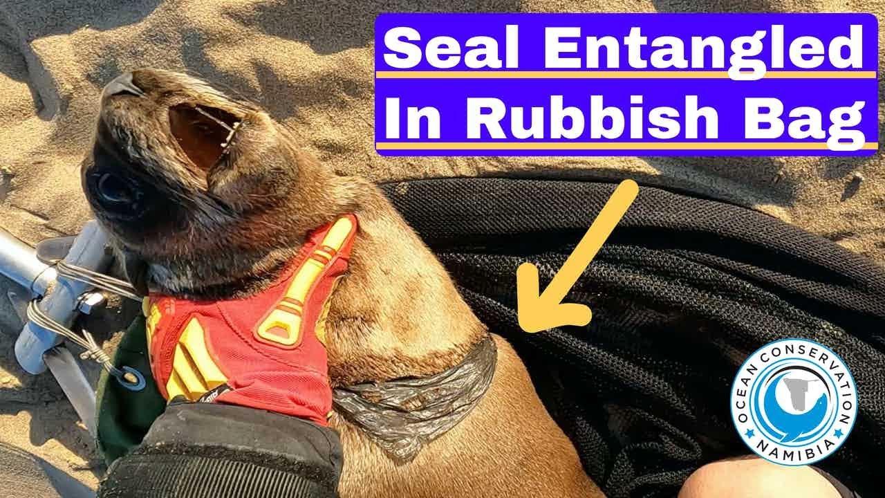 Seal Entangled In Rubbish Bag