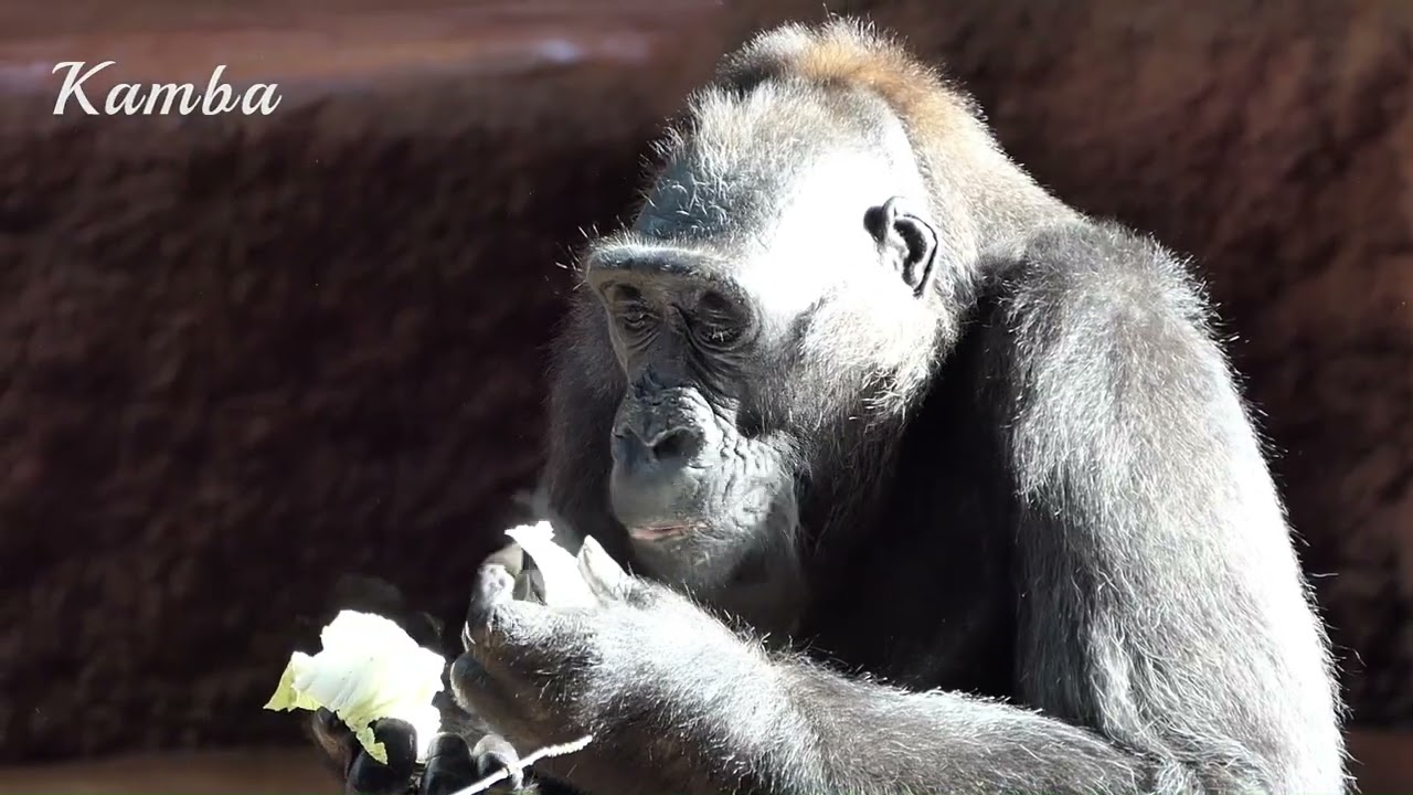 Dámy Shinda, Kamba, Kijivu a Duni